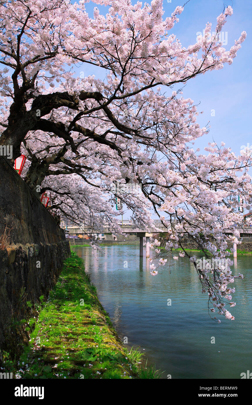 Asano River and Cherry Blossoms Stock Photo