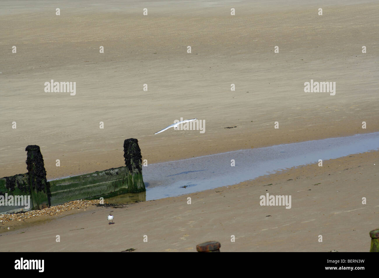 seagull empty beach English seaside shore sand sea Stock Photo
