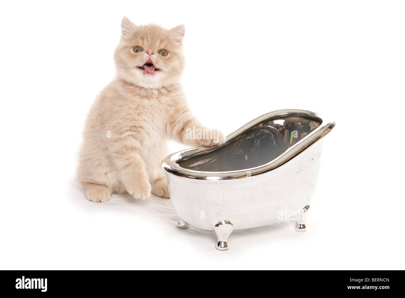 exotic kitten with a small silver bath studio portrait Stock Photo