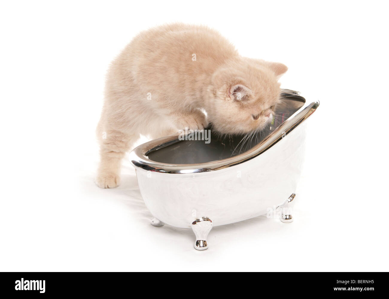 exotic kitten looking at a small silver bath studio portrait Stock Photo