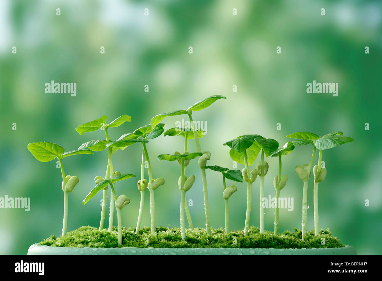 Seedlings, close up Stock Photo - Alamy