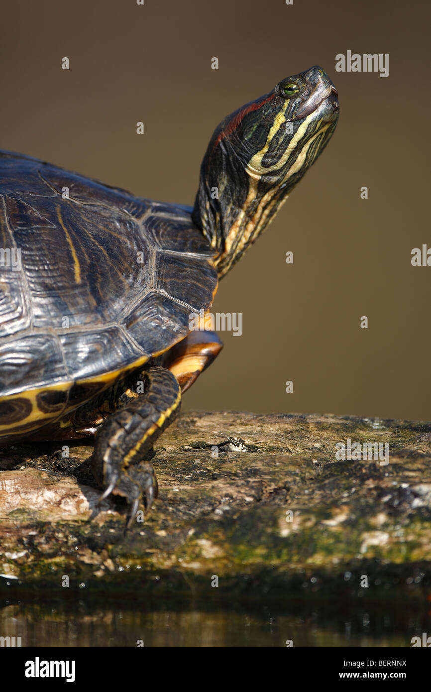 Red-eared slider (Trachemys scripta elegans) close up, Belgium Stock Photo