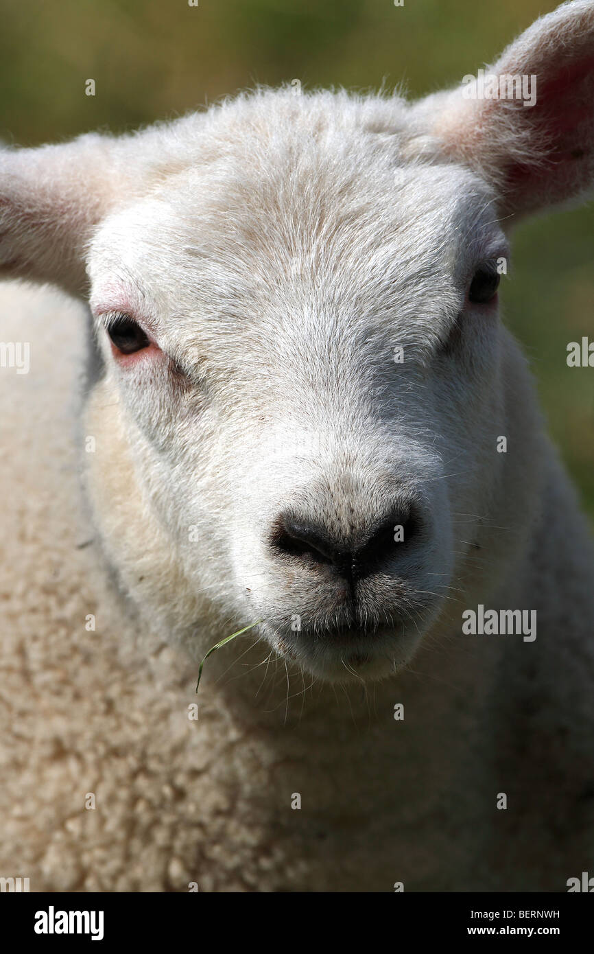 White lamb in meadow (Ovis aries) Stock Photo