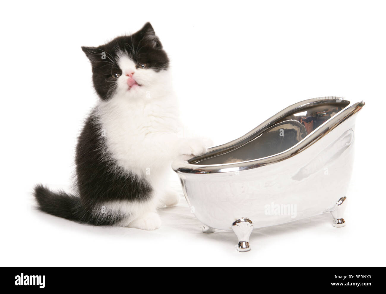 exotic kitten with a small silver bath studio portrait Stock Photo