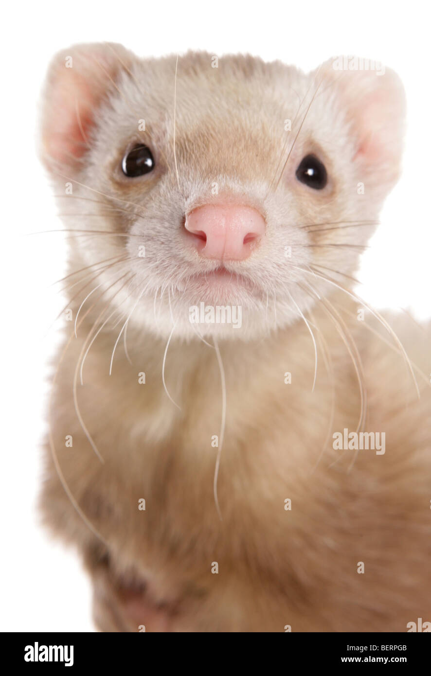 Sandy ferret store