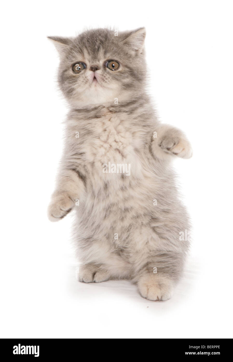exotic shorthair kitten playing studio portrait Stock Photo