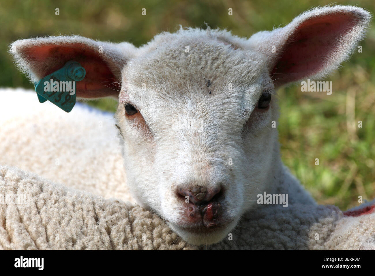 White lamb in meadow (Ovis aries) Stock Photo