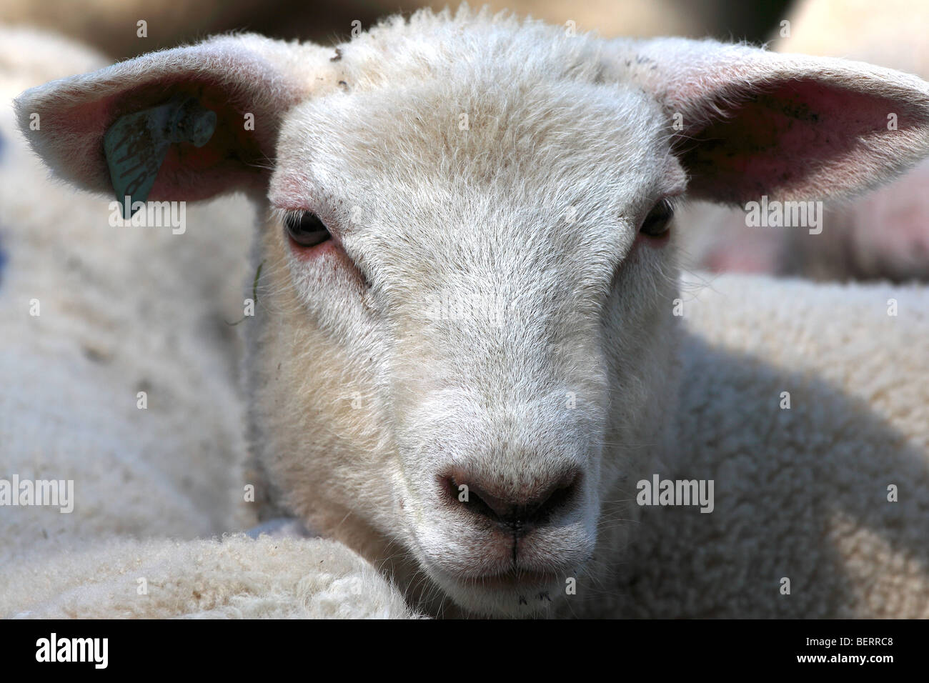 White lamb in meadow (Ovis aries) Stock Photo