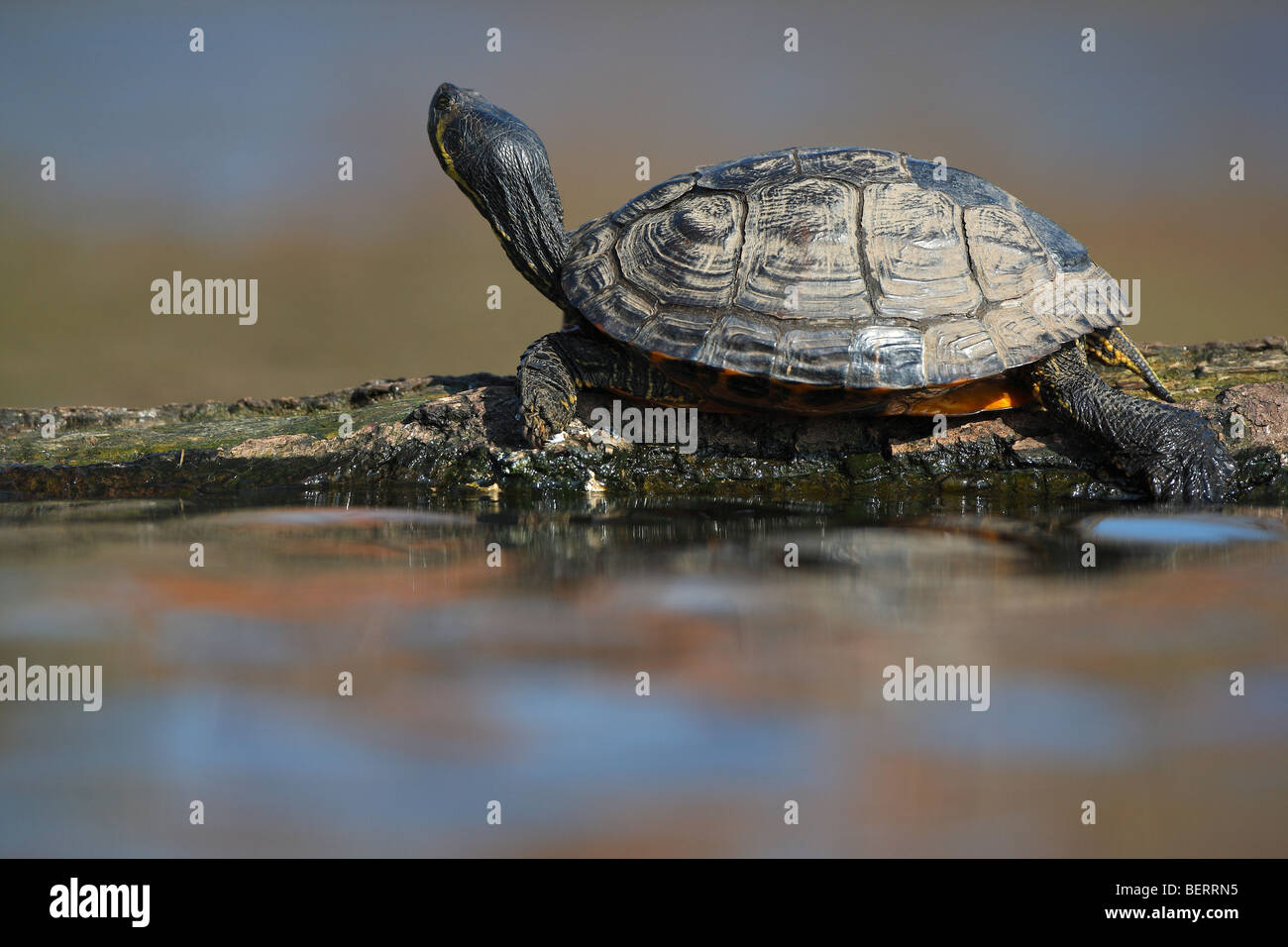 Red-eared slider (Trachemys scripta elegans) close up, Belgium Stock Photo