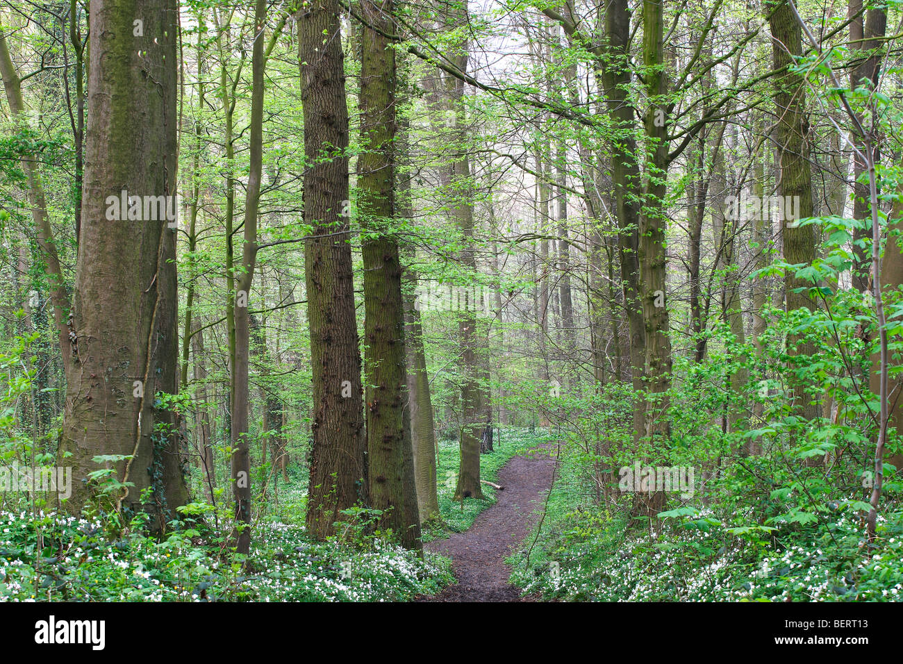Nature reserve, Burreken, Flemish Ardennes, Belgium Stock Photo