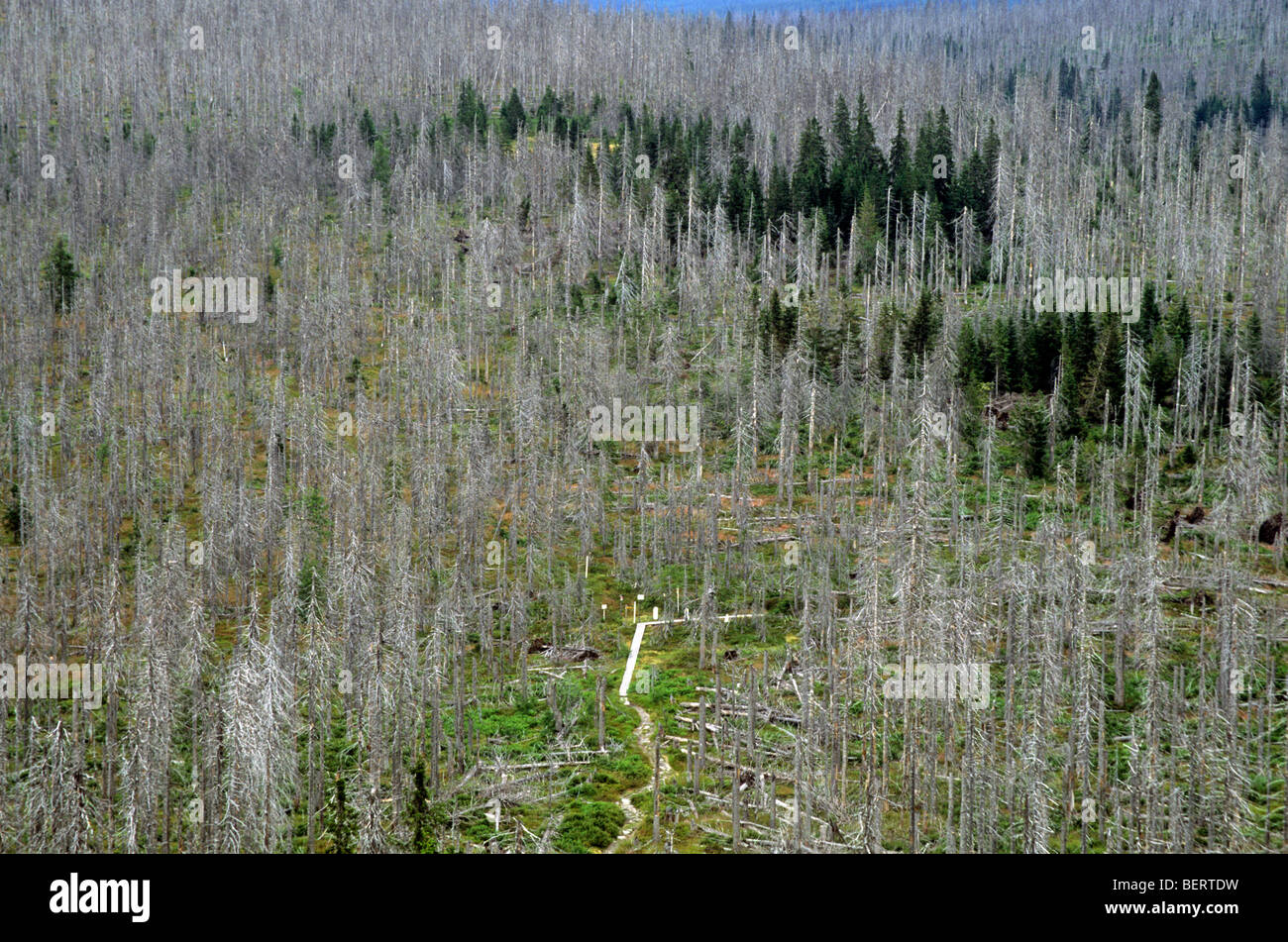 Spruces dying from bark beetle (Scolytidae) attack, Lusen, Bavarian Forest NP, Germany Stock Photo