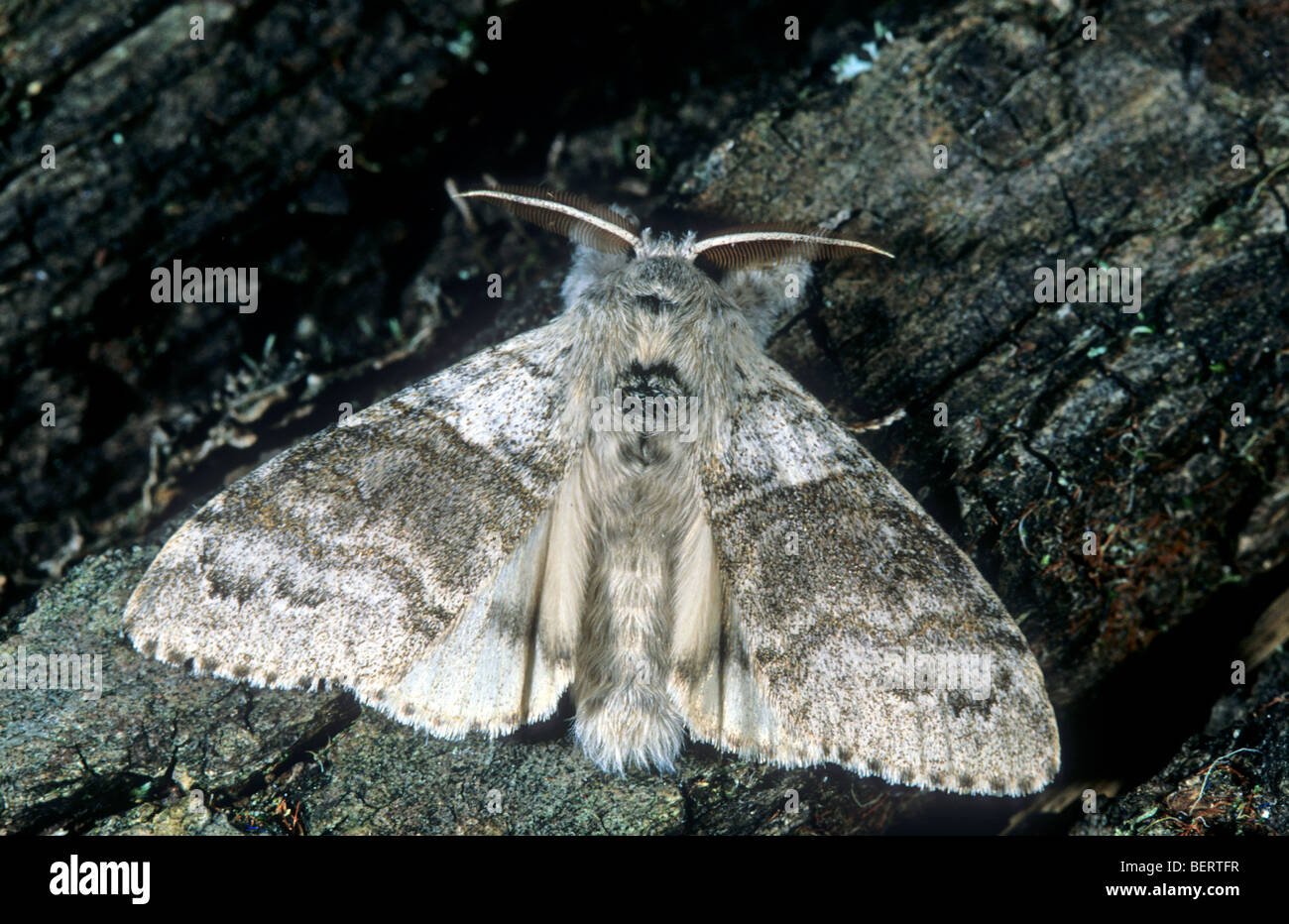 Pale tussock moth (Dasychira pudibunda / Calliteara pudibunda) in pine forest, Ardennes, Lorraine, France Stock Photo
