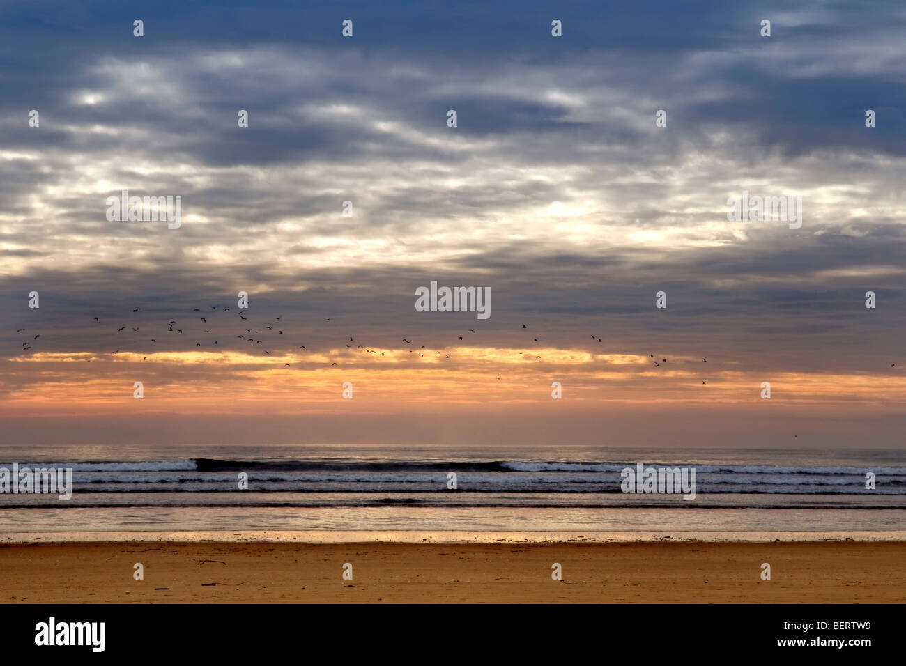 Sunset image at Pembrey sands, mid Wales with flock of flying birds silhouetted against the sky Stock Photo
