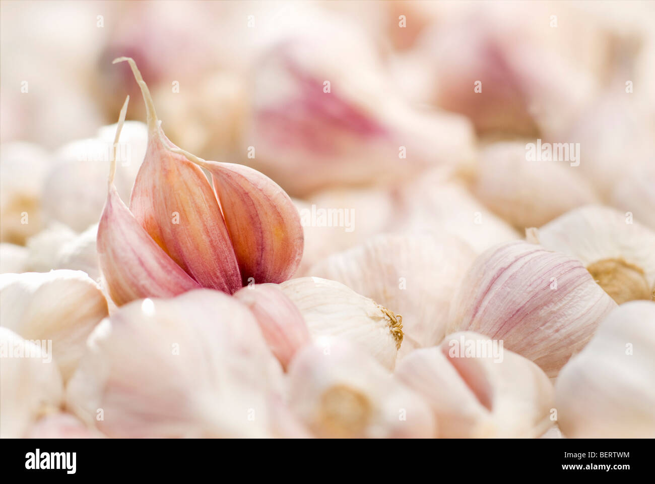 Certified organic fresh garlic Stock Photo Alamy