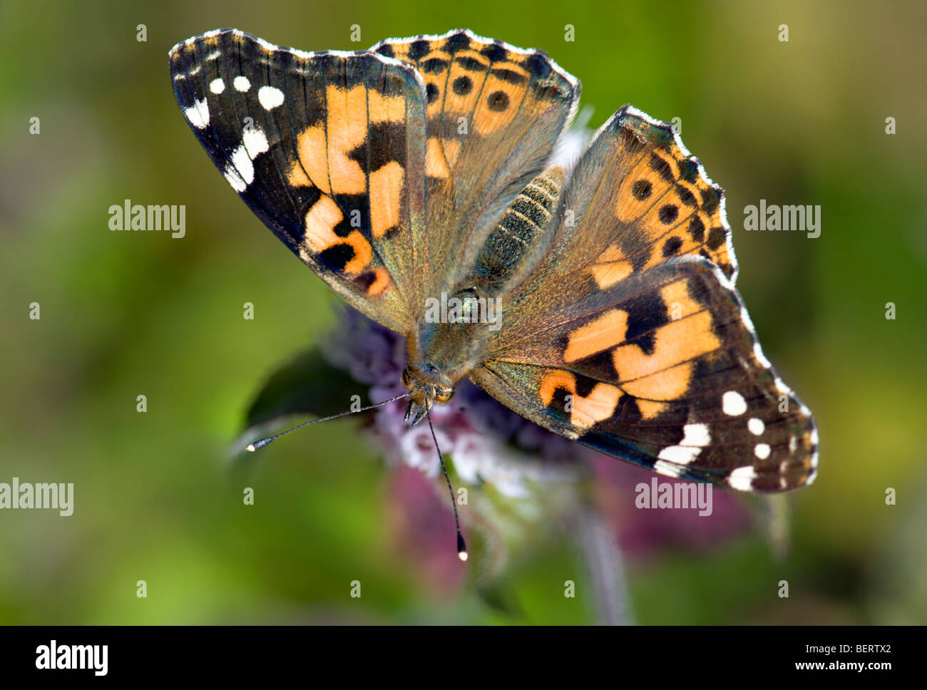 Painted lady butterfly feeding on wild mint plant with wings spread wide open and blurred background Stock Photo