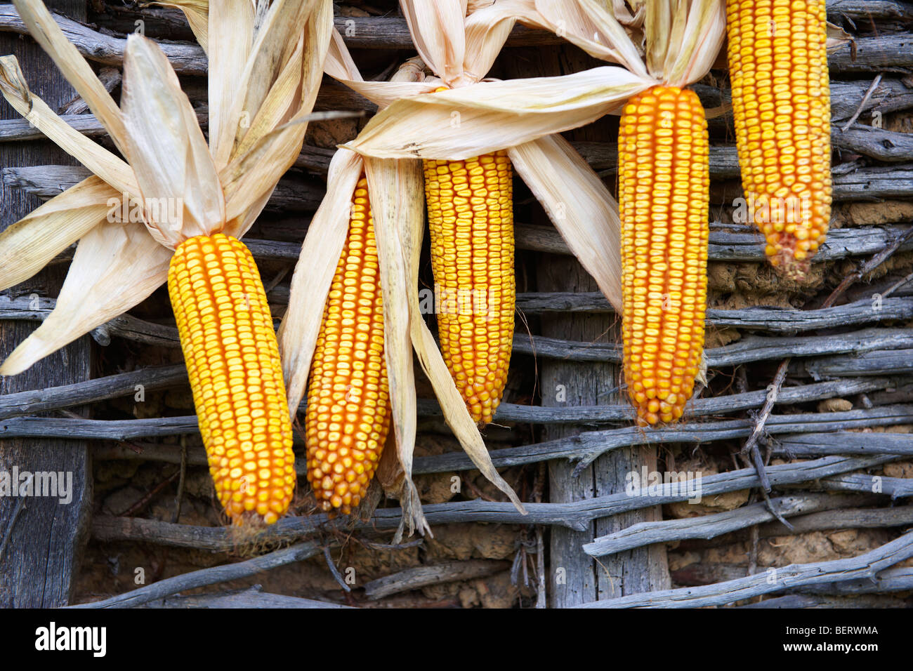 Corn cobs drying - Hungary Stock Photo