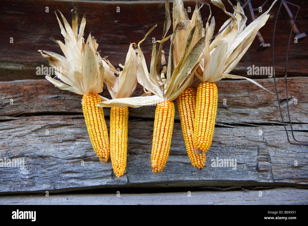 Corn cobs drying - Hungary Stock Photo