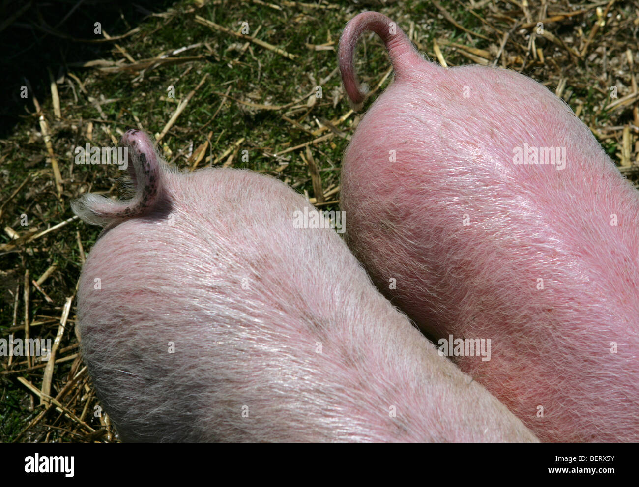 two pigs tails on a farm Stock Photo