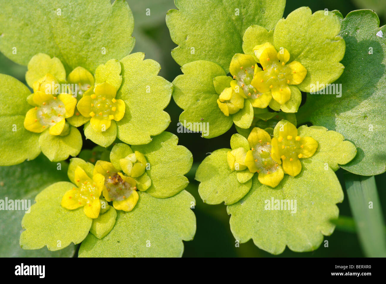Alternate-leaved golden saxifrage (Chrysosplenium alternifolium), Belgium Stock Photo