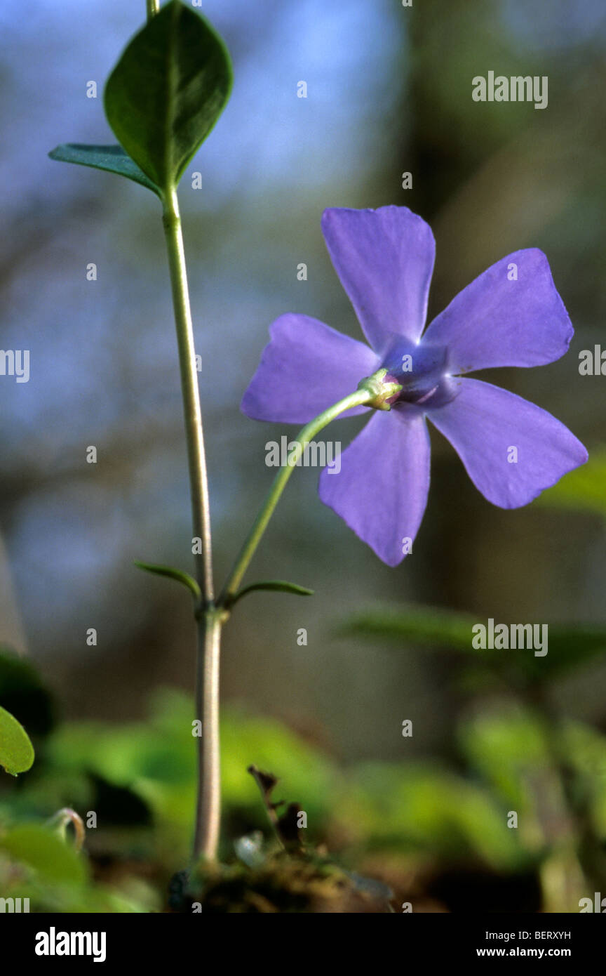 Bigleaf periwinkle / large periwinkle / greater periwinkle / blue