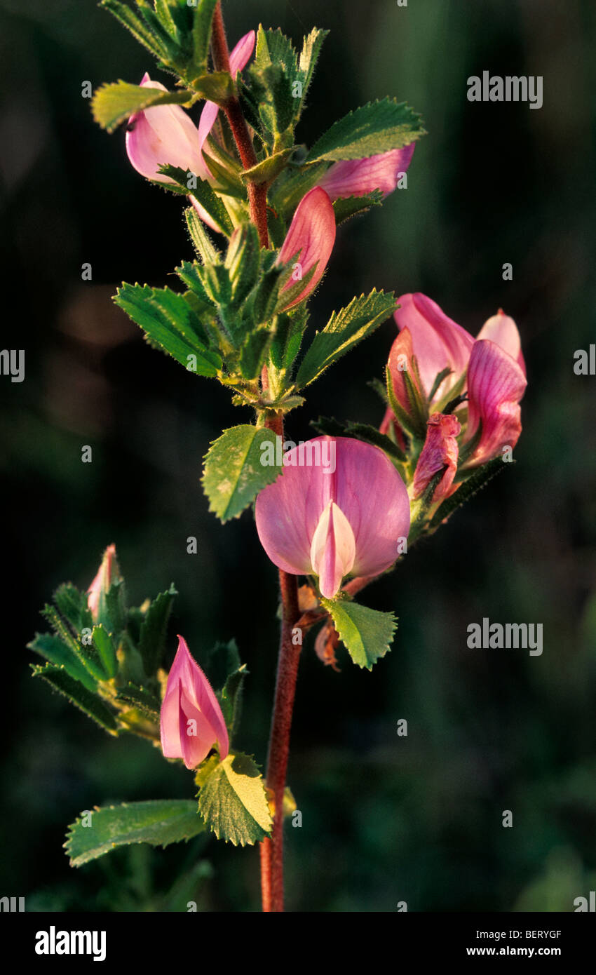Spiny restharrow (Ononis repens subsp. spinosa / Ononis spinos) in flower Stock Photo
