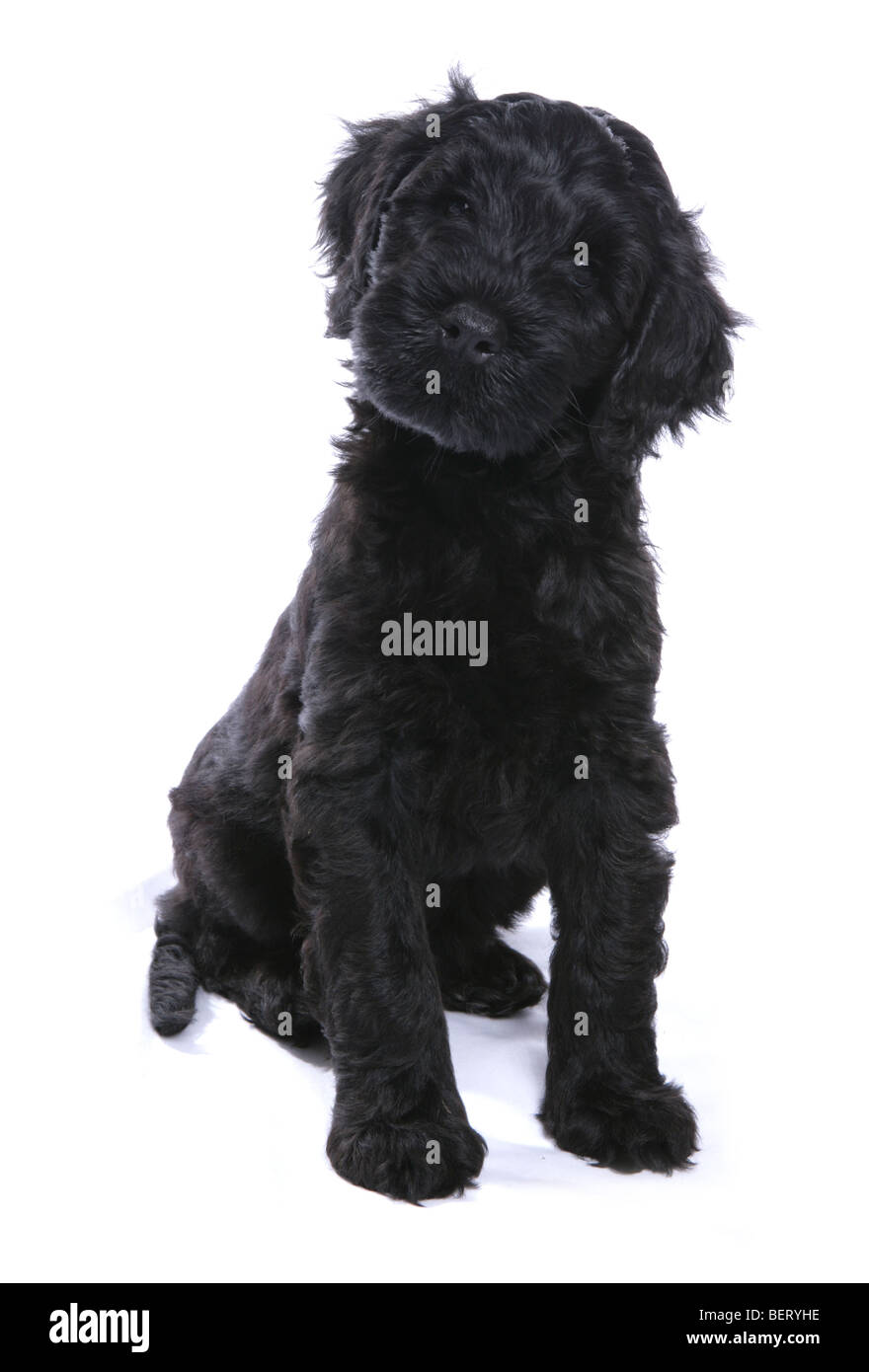 portugese water dog puppy studio portrait Stock Photo