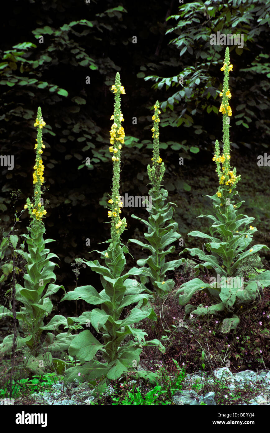 Common mullein / Aaron's rod flower / great mullein (Verbascum thapsus) in flower Stock Photo