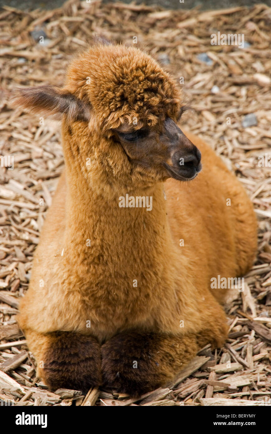 Young Brown Alpaca High Resolution Stock Photography And Images Alamy