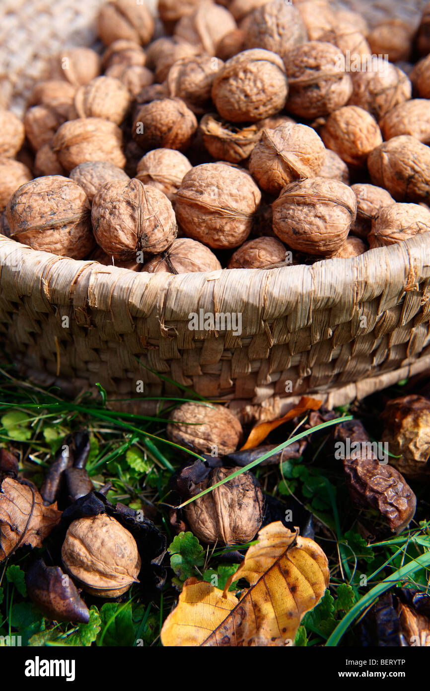 Walnuts being harvested Stock Photo