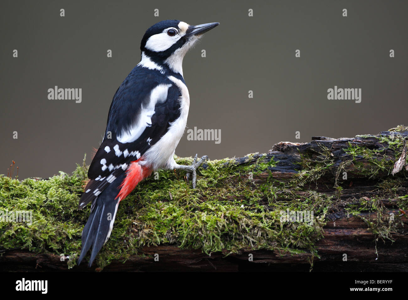 Greater spotted woodpecker (Dendrocopos major) on tree trunk, Belgium Stock Photo