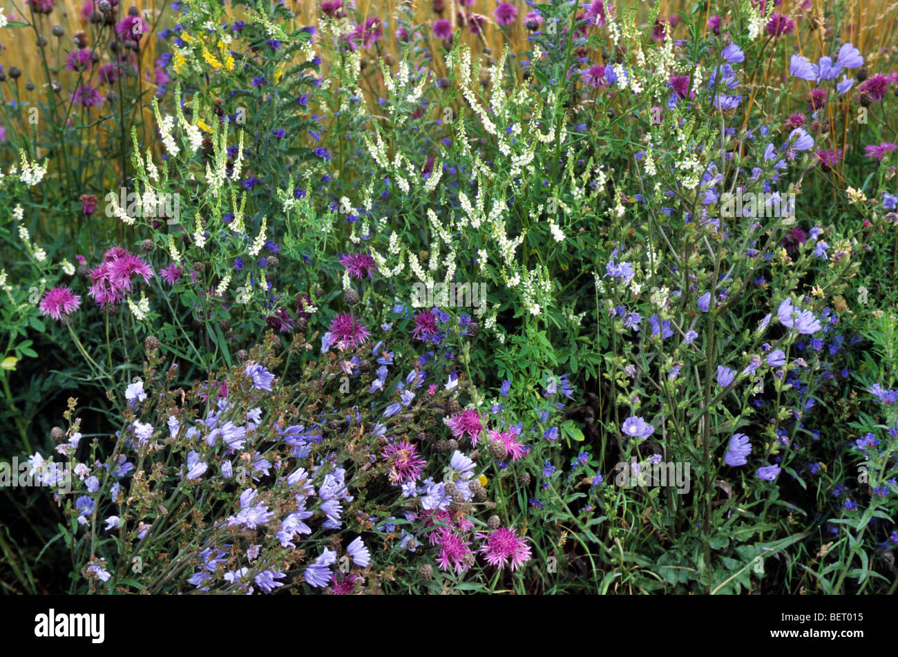 Wildflowers and weeds hi-res stock photography and images - Alamy