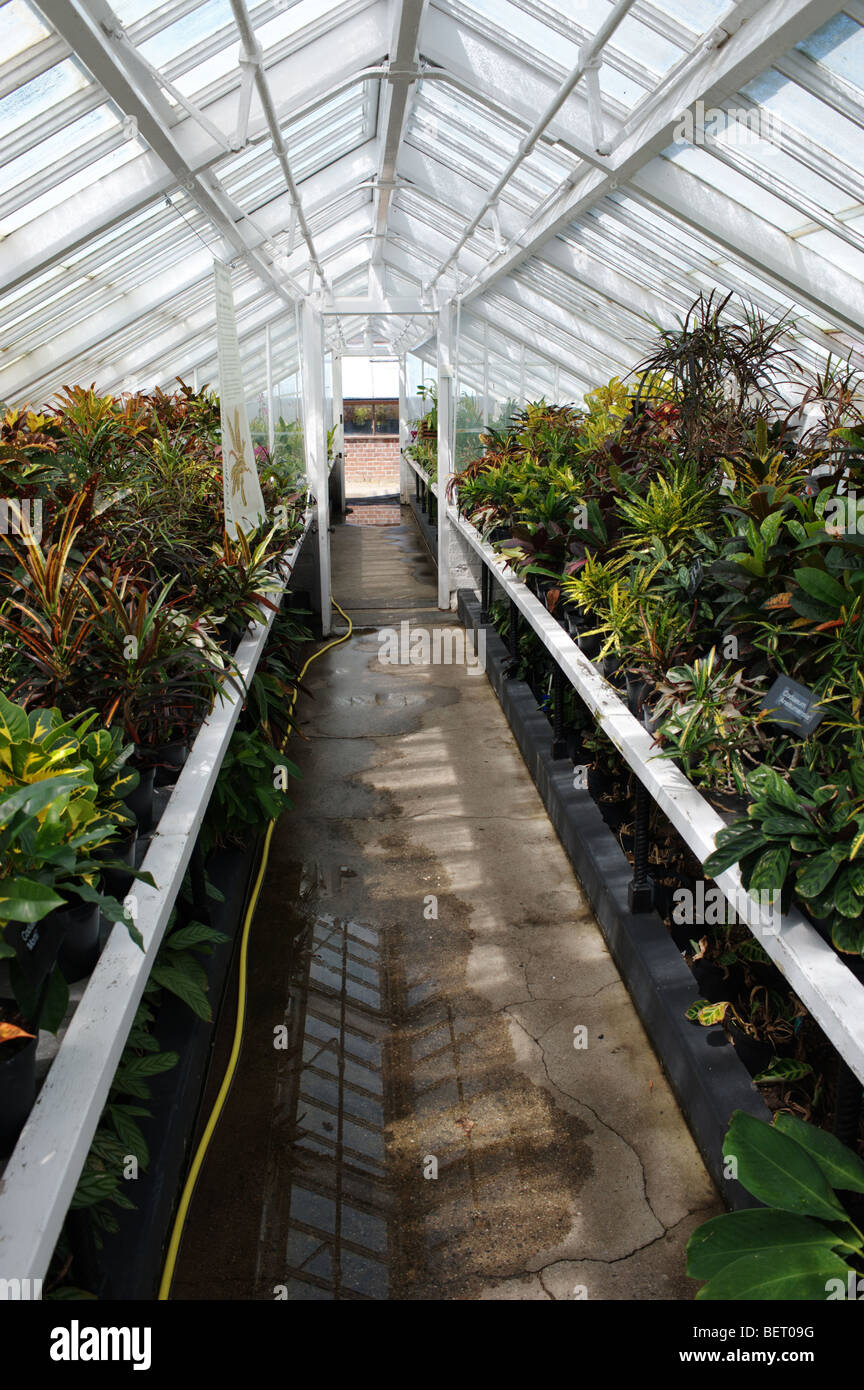 Liverpool's botanical collection housed in greenhouses at Croxteth Hall