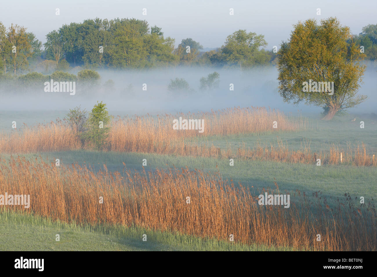 Ditches, reed (Phragmites australis) and pollard Willow trees (Salix sp.), nature reserve, valley op Scheldt, Belgium Stock Photo