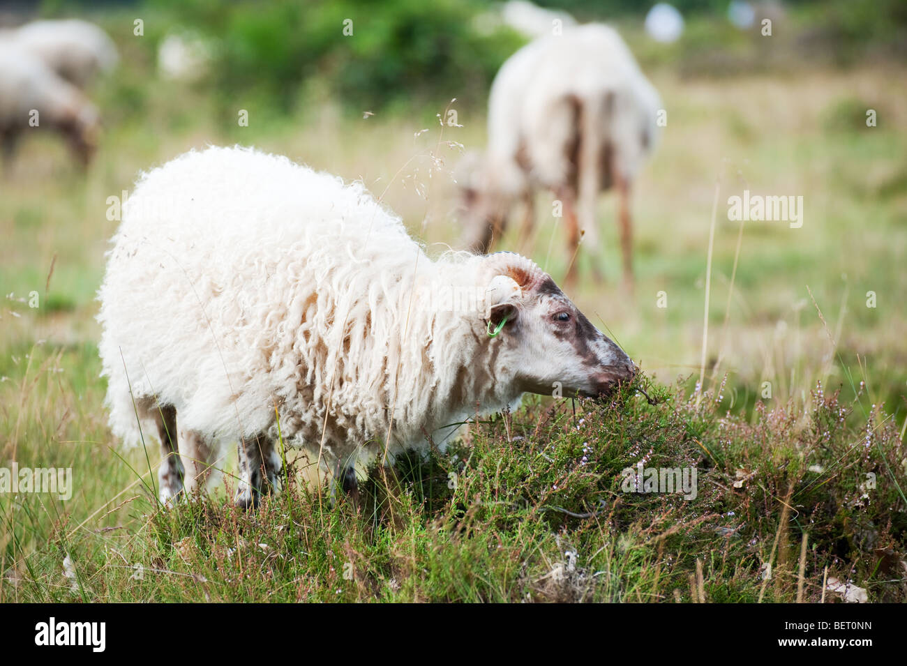 Several grazing white sheep in nature meadows Stock Photo - Alamy