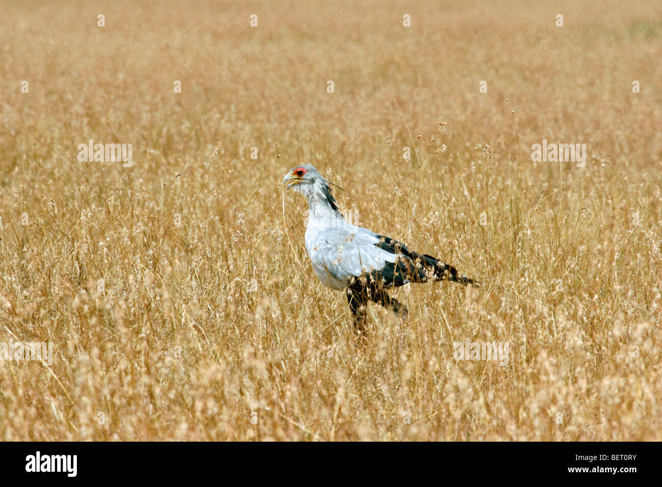 Secretary bird (Sagittarius serpentarius), Serengeti National Park, Tanzania, Africa Stock Photo