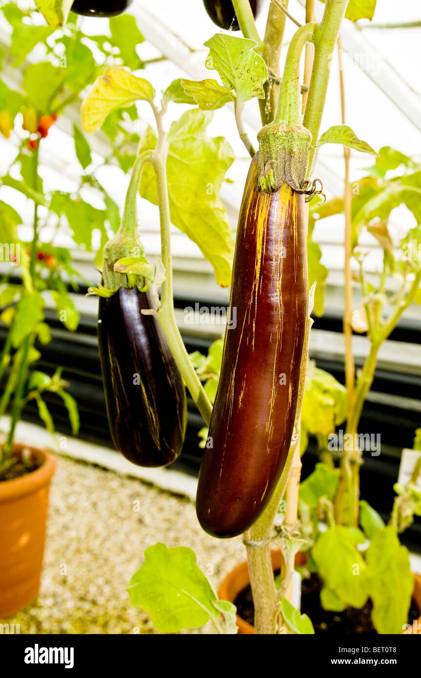 Aubergine plant hi-res stock photography and images - Alamy