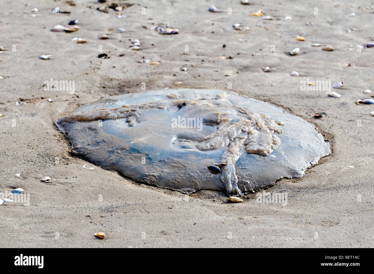 Washed up dead jelly fish found on beach in Pembrey, Wales. Stock Photo