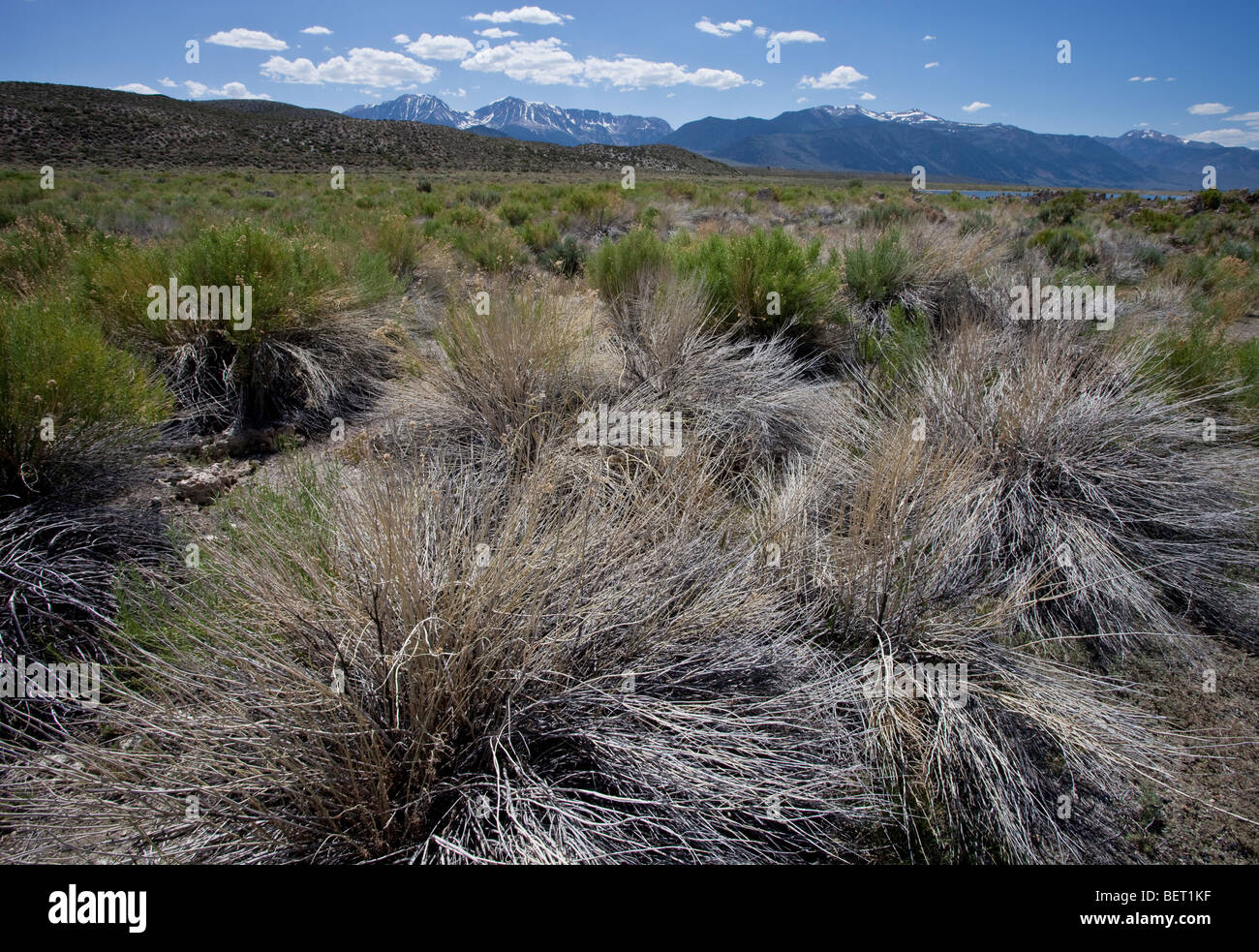 The Sierras from Mono Lake, California Stock Photo