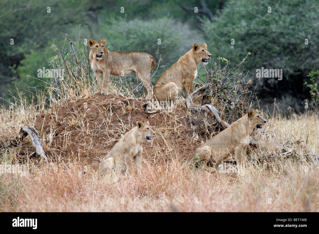 Pride of lions (Panthera leo) lionesses on the lookout for prey ...