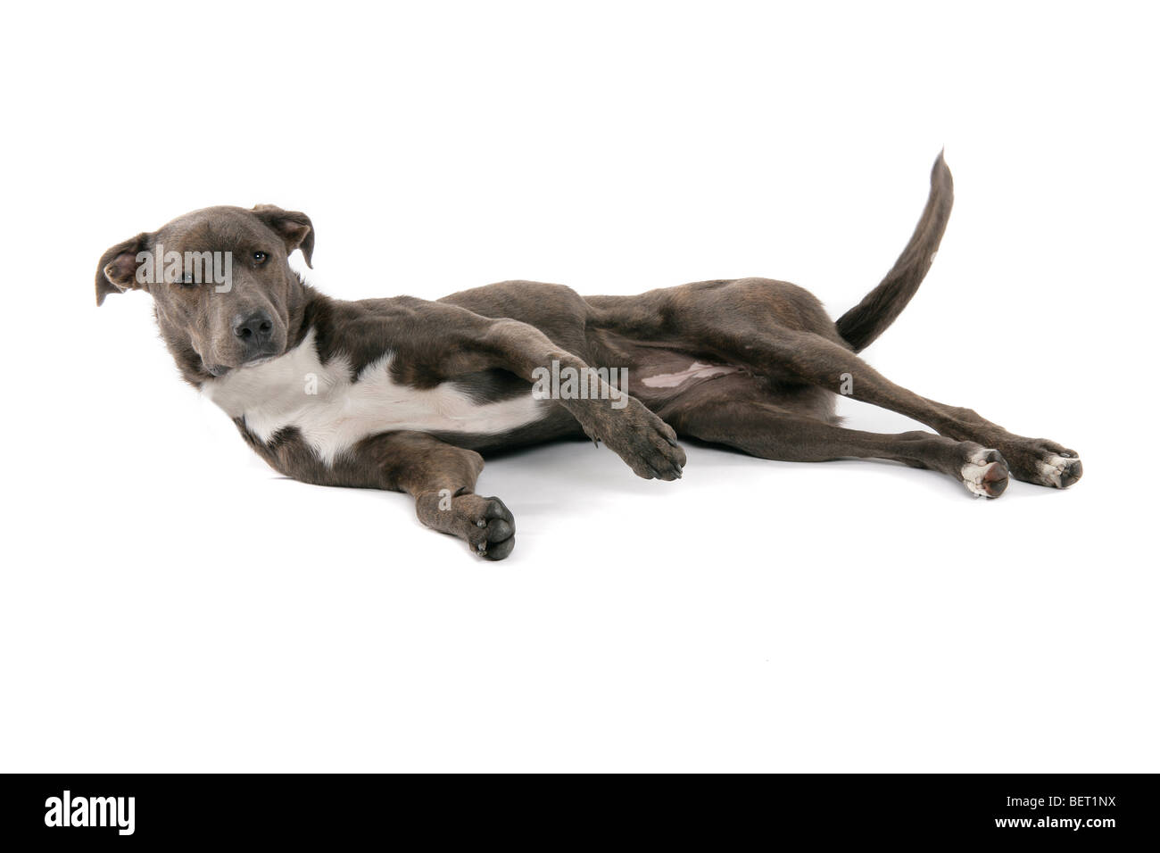 A sad brown, grey Lurcher dog lying on a white background. Stock Photo