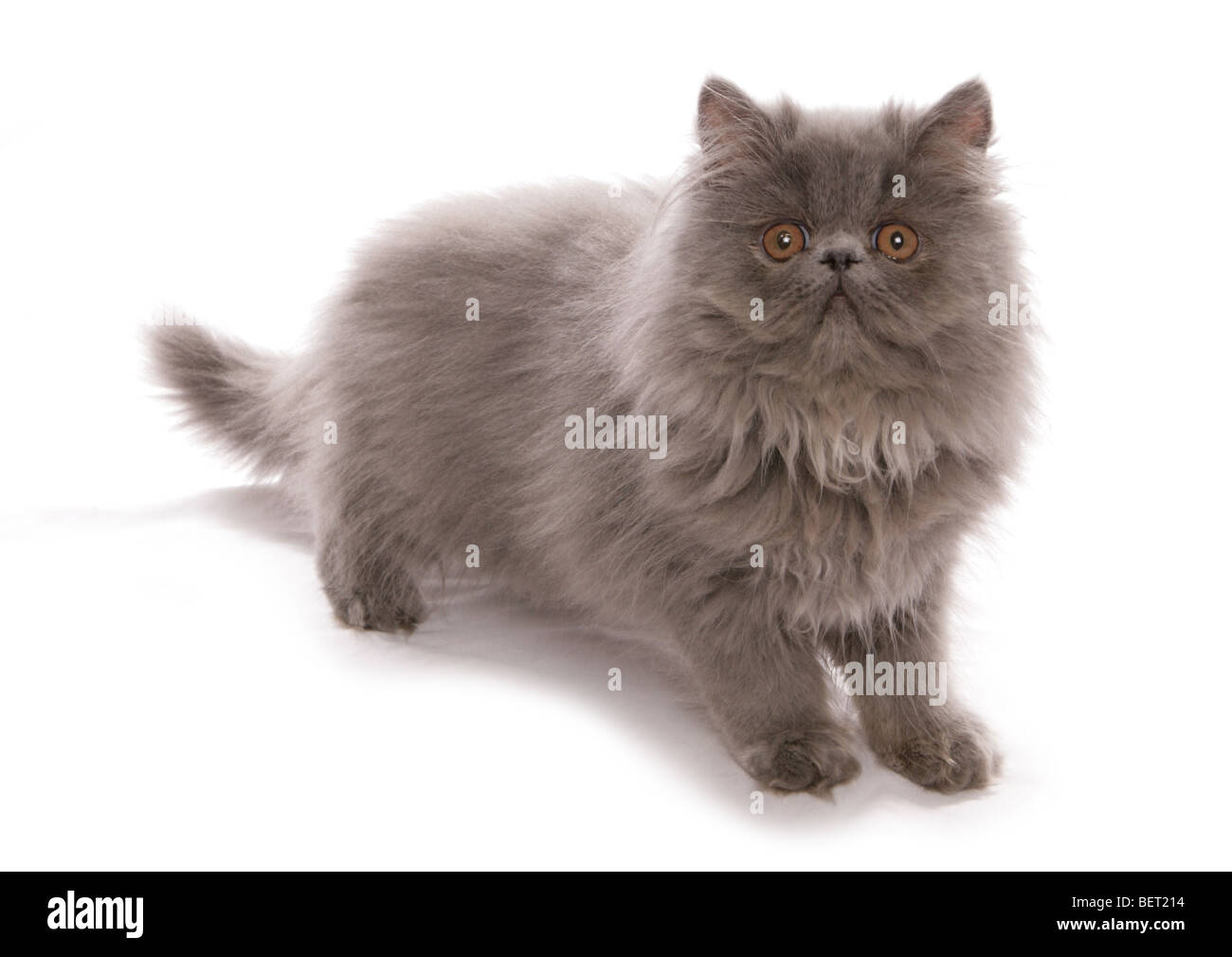 blue persian kitten studio portrait Stock Photo - Alamy