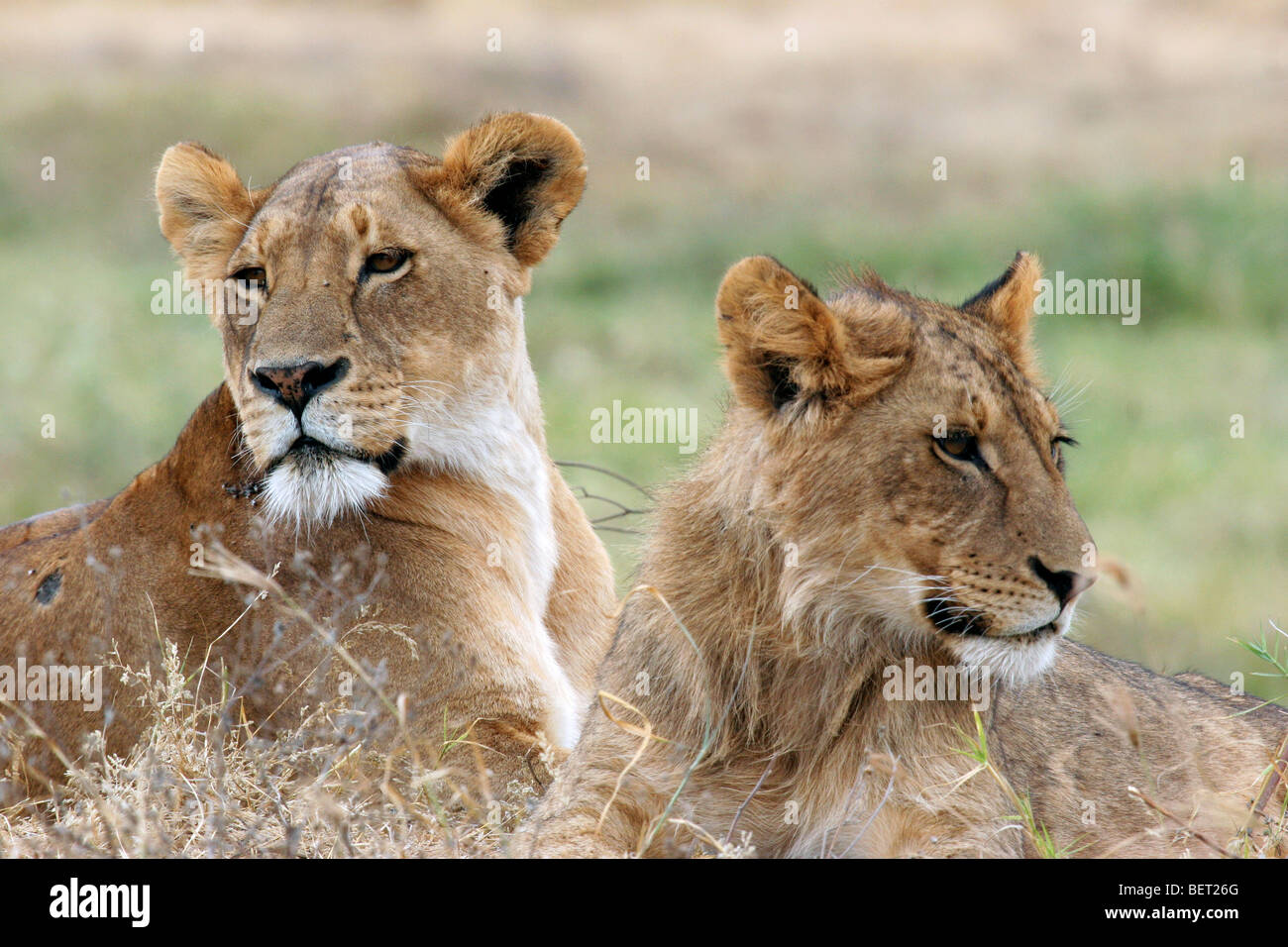 Lioness and young male lion (Panthera leo) resting on the savanna, Ngorongoro crater, Tanzania, East Africa Stock Photo