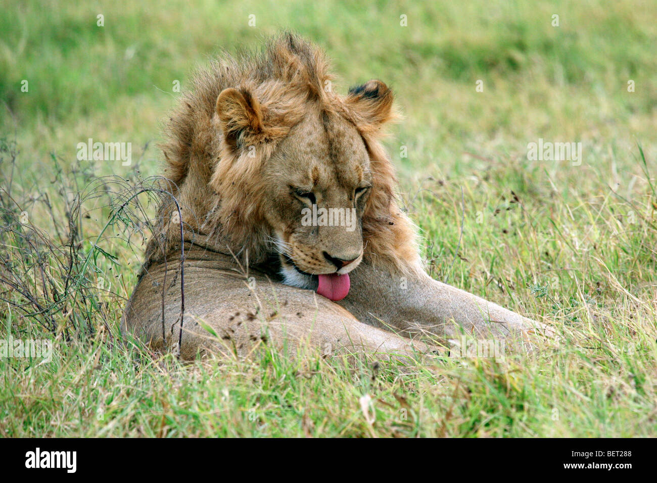 Male lion (Panthera leo) grooming by licking its fur, Ngorongoro crater, Tanzania, East Africa Stock Photo