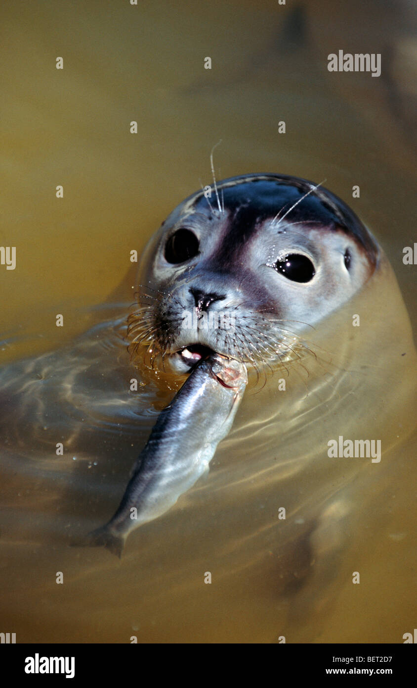 Harbor seal / Common seal (Phoca vitulina) juvenile eating fish Stock Photo