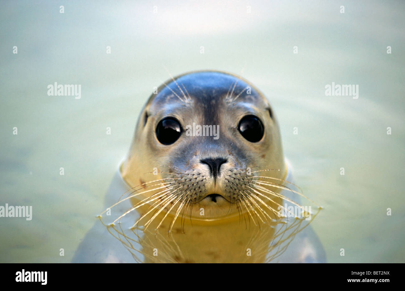 Close up of juvenile harbour seal / common seal (Phoca vitulina) swimming Stock Photo