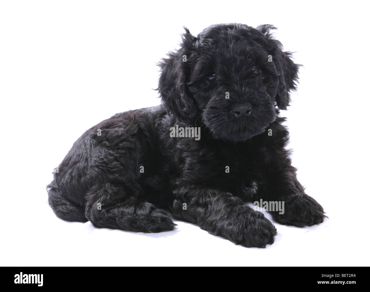 portugese water dog puppy studio portrait Stock Photo