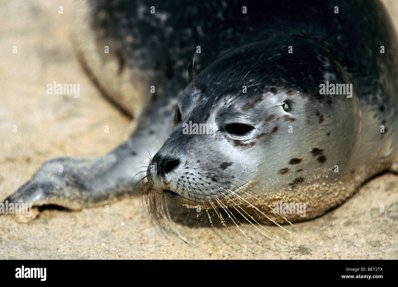 Young harbour seal / common seal (Phoca vitulina) on the beach Stock Photo