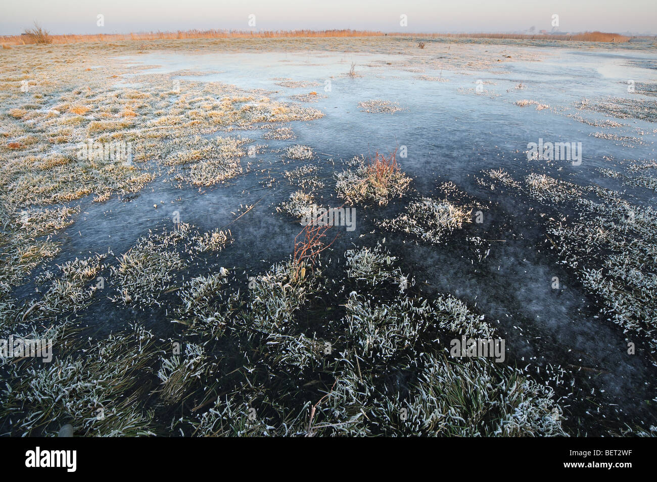 Frozen pool in meadowland in Uitkerkse polder, Belgium Stock Photo
