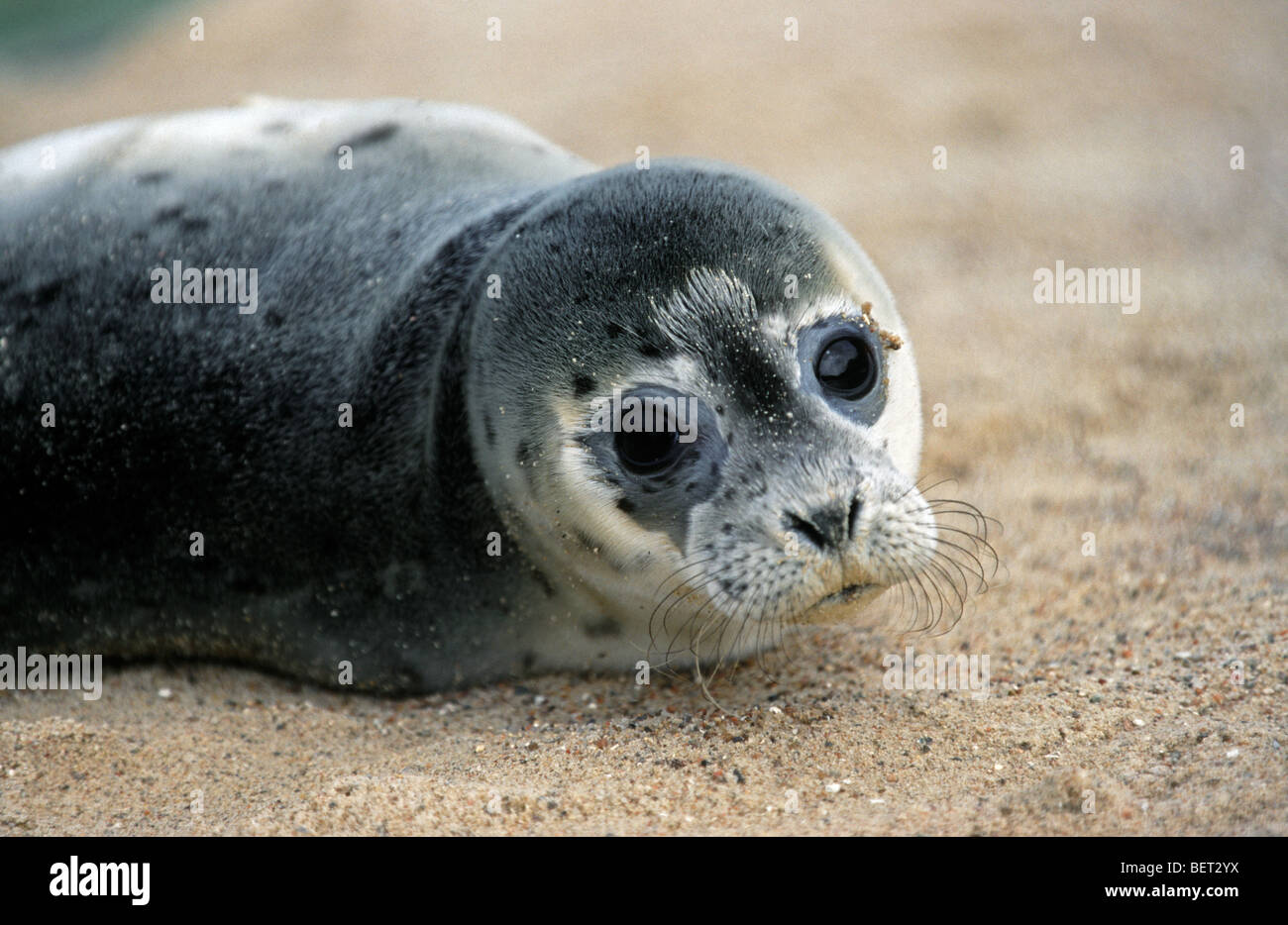 Young harbour seal / common seal (Phoca vitulina) on the beach Stock Photo