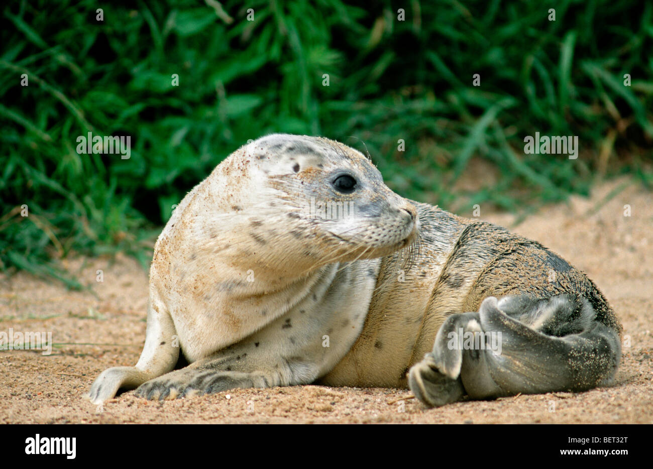 Young harbor seal / common seal (Phoca vitulina) on the beach Stock Photo